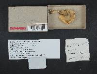 Tricholoma sejunctum image