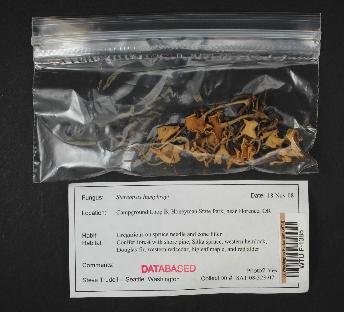 Stereopsis humphreyi image