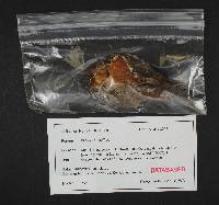 Merulius tremellosus image