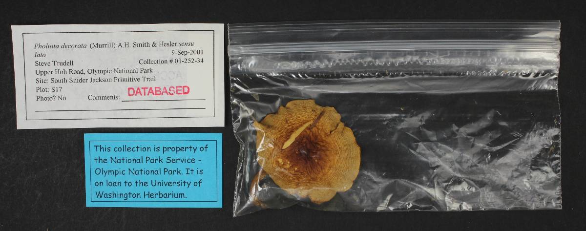 Pholiota decorata image