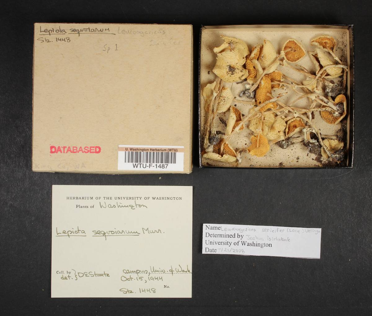 Leucoagaricus sericifer image