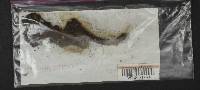 Tricholoma saponaceum image