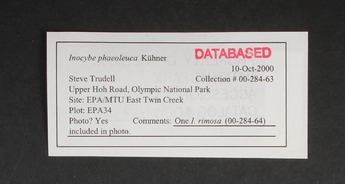 Inocybe phaeoleuca image