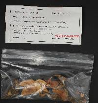 Hygrophoropsis aurantiaca image