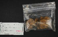 Boletus chrysenteron image