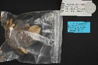 Russula xerampelina image