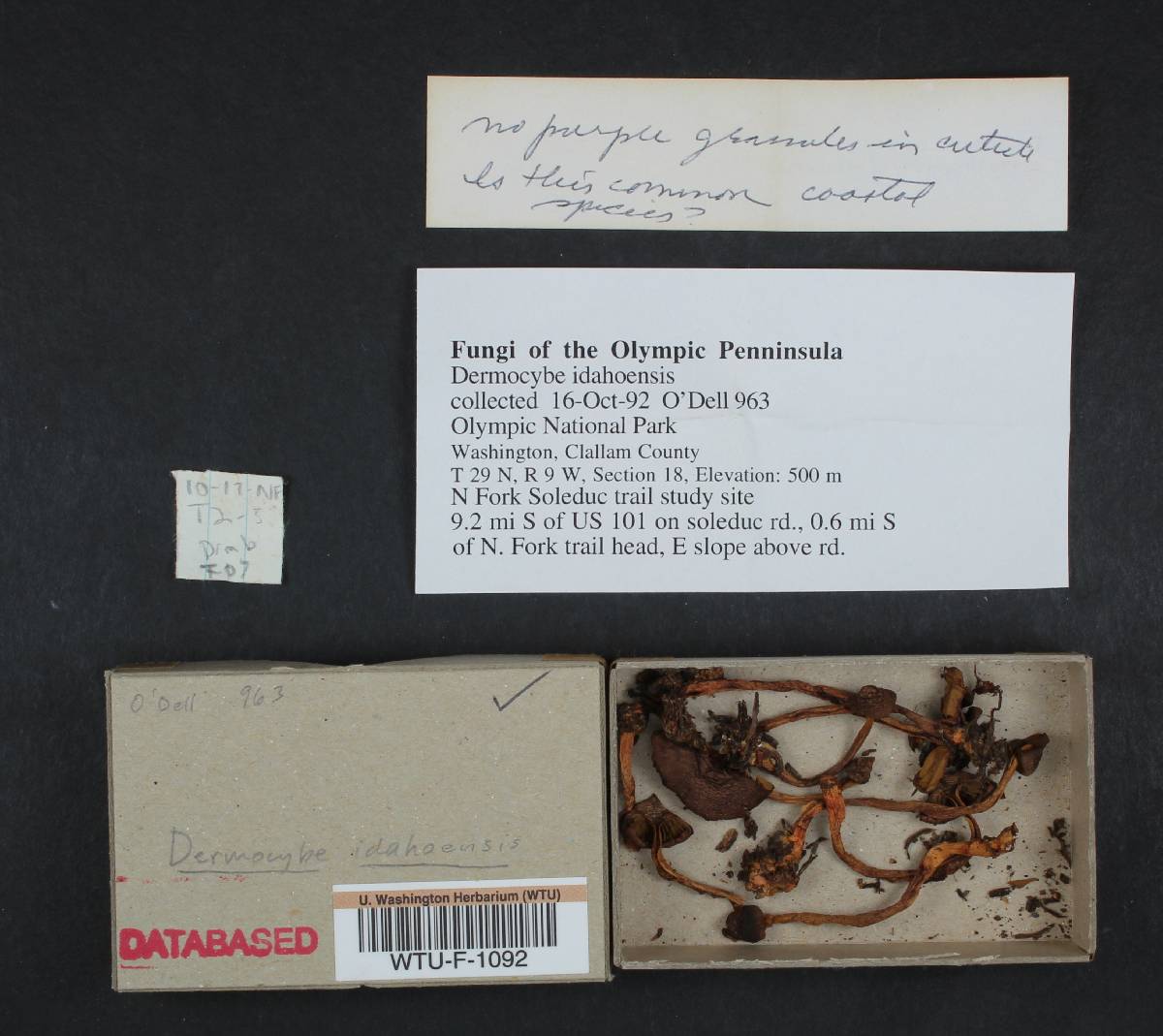 Dermocybe idahoensis image