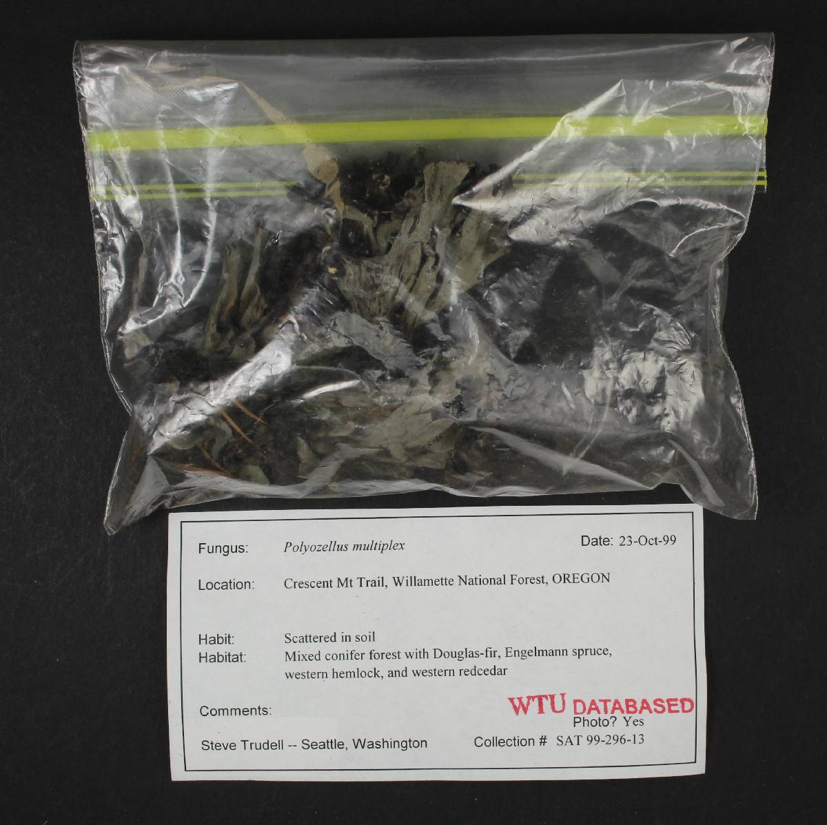Polyozellus atrolazulinus image