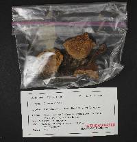 Suillus tomentosus image