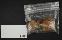 Boletus chrysenteron image