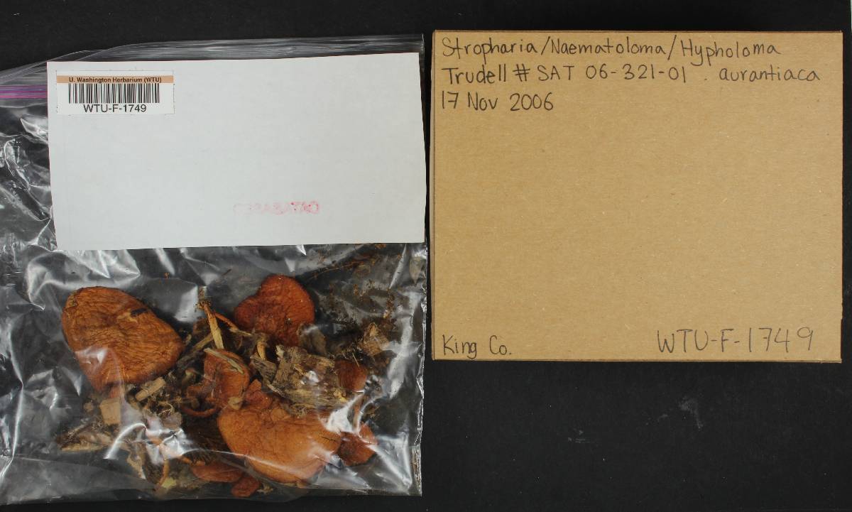 Stropharia aurantiaca image