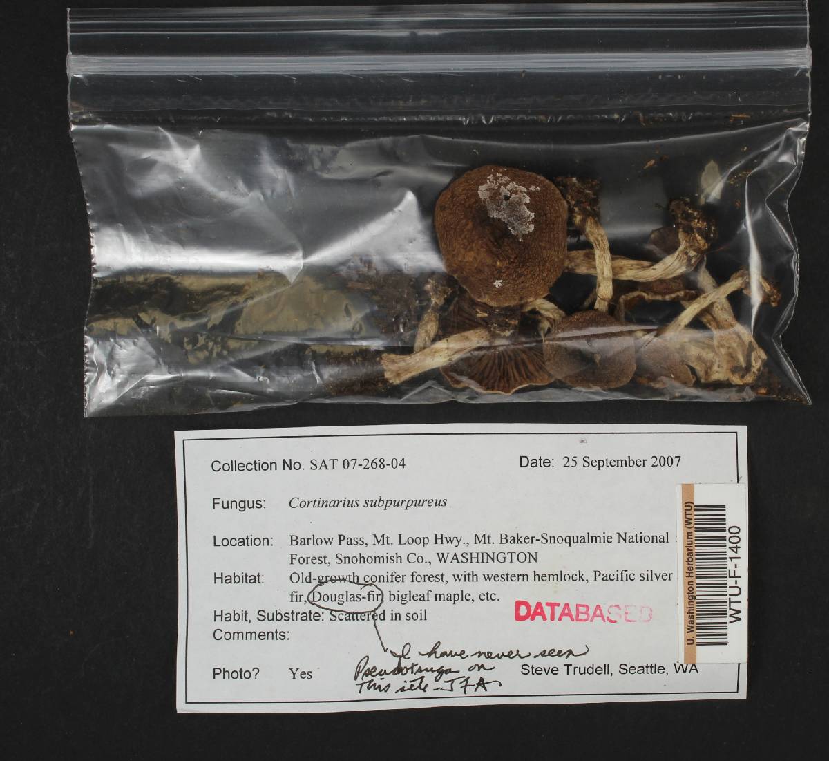 Cortinarius subpurpureus image