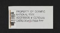 Gymnopus ocior image