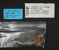 Boletus chrysenteron image