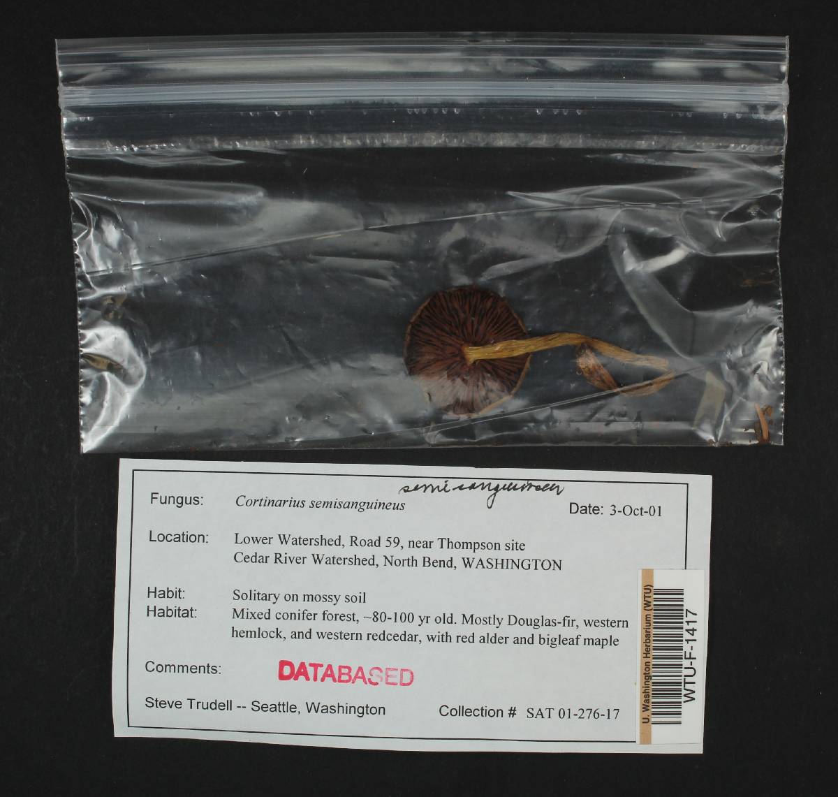 Cortinarius ominosus image