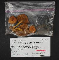 Pholiota flammans image