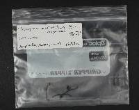 Trichoglossum hirsutum image