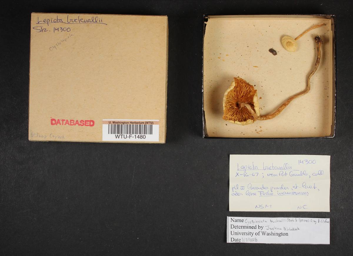 Cystolepiota bucknallii image