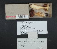 Tricholoma terriferum image