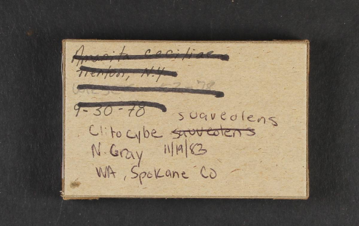 Clitocybe suaveolens image