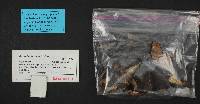 Gomphidius subroseus image