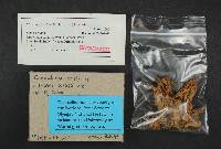 Clavulina coralloides image