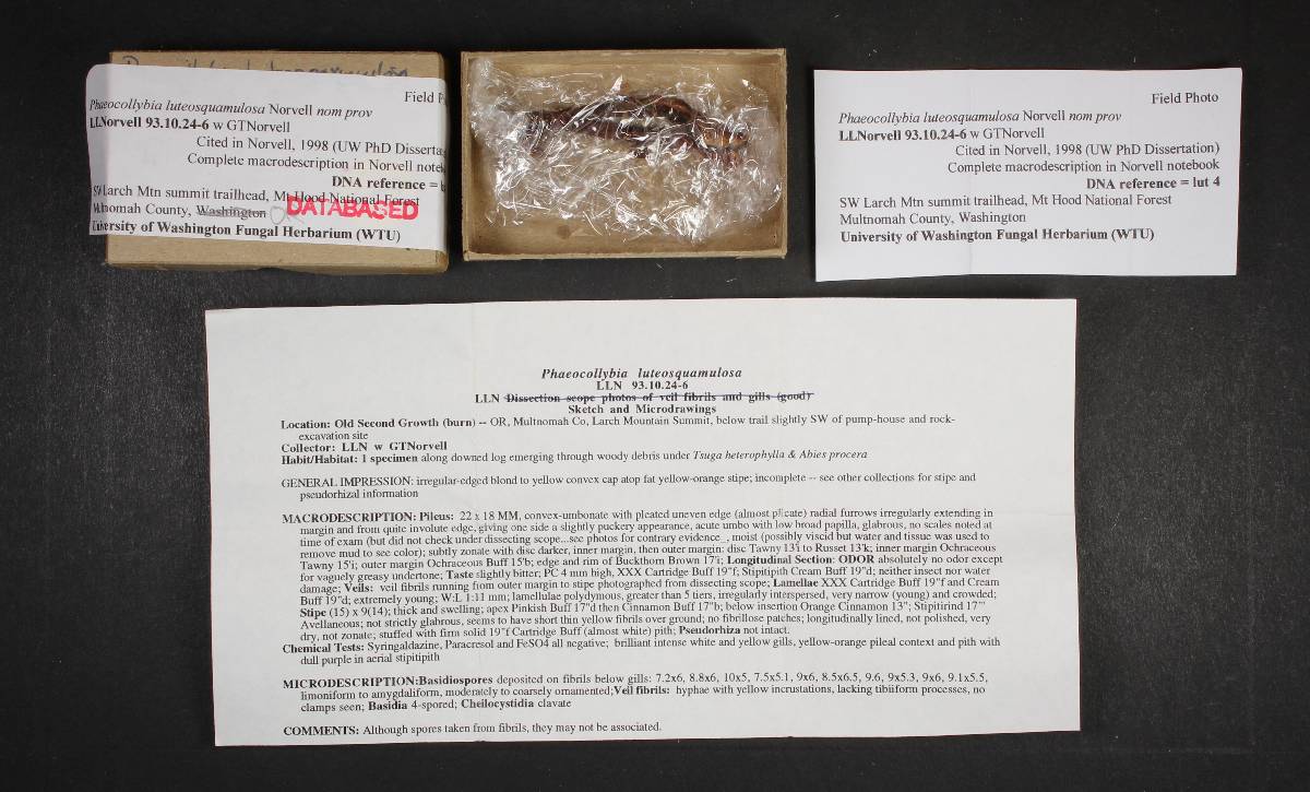 Phaeocollybia luteosquamulosa image