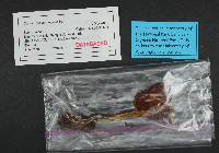 Cortinarius collinitus image