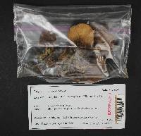 Suillus umbonatus image