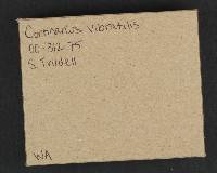 Cortinarius vibratilis image