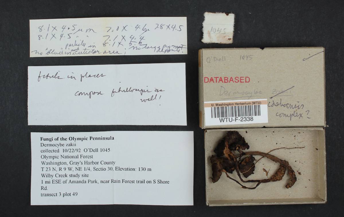 Dermocybe idahoensis image