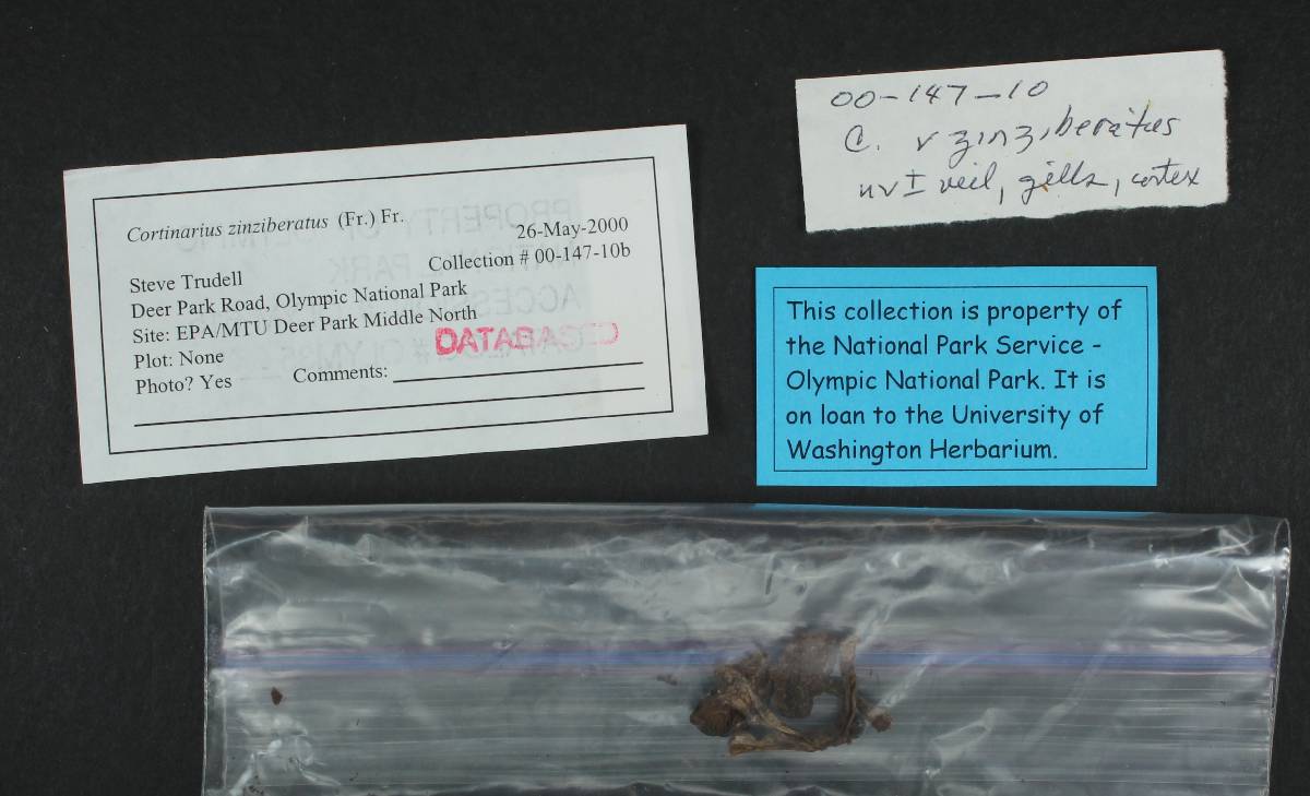 Cortinarius zinziberatus image