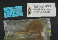 Cortinarius vanduzerensis image