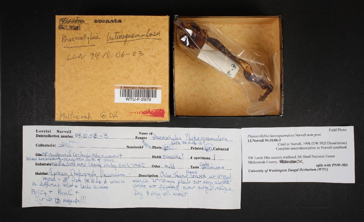 Phaeocollybia luteosquamulosa image