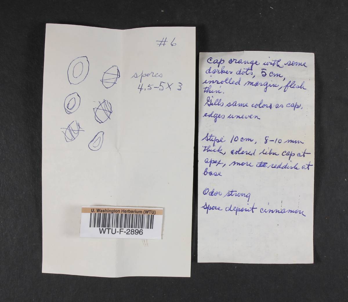 Phaeocollybia piceae image