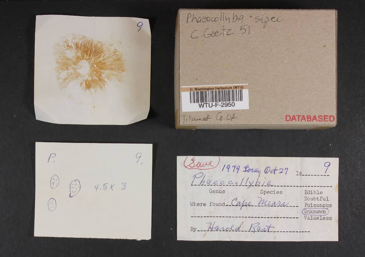 Phaeocollybia sipei image