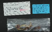 Cortinarius vibratilis image