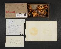 Rhodocollybia butyracea image