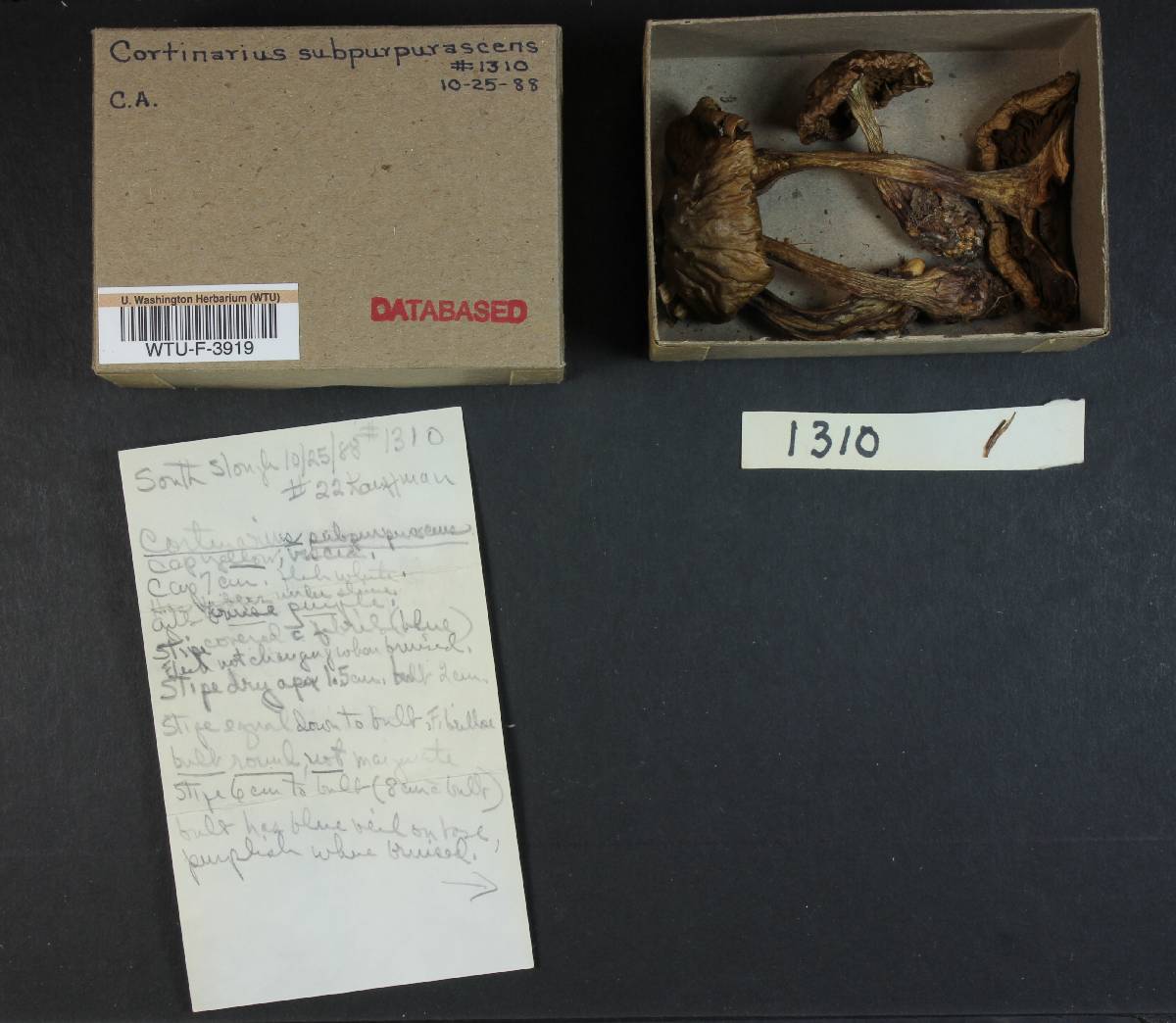 Cortinarius subpurpurascens image
