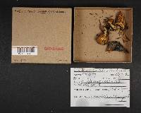 Cortinarius clandestinus image