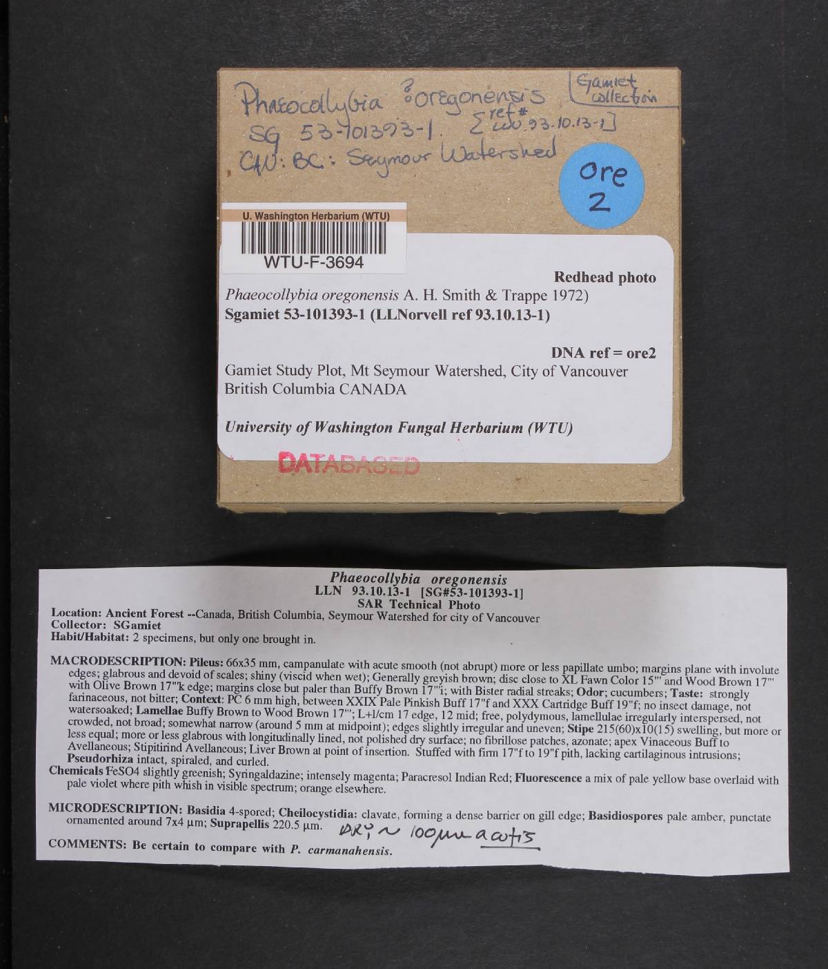 Phaeocollybia oregonensis image
