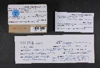 Phaeocollybia benzokauffmanii image