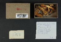 Rhodocollybia maculata image
