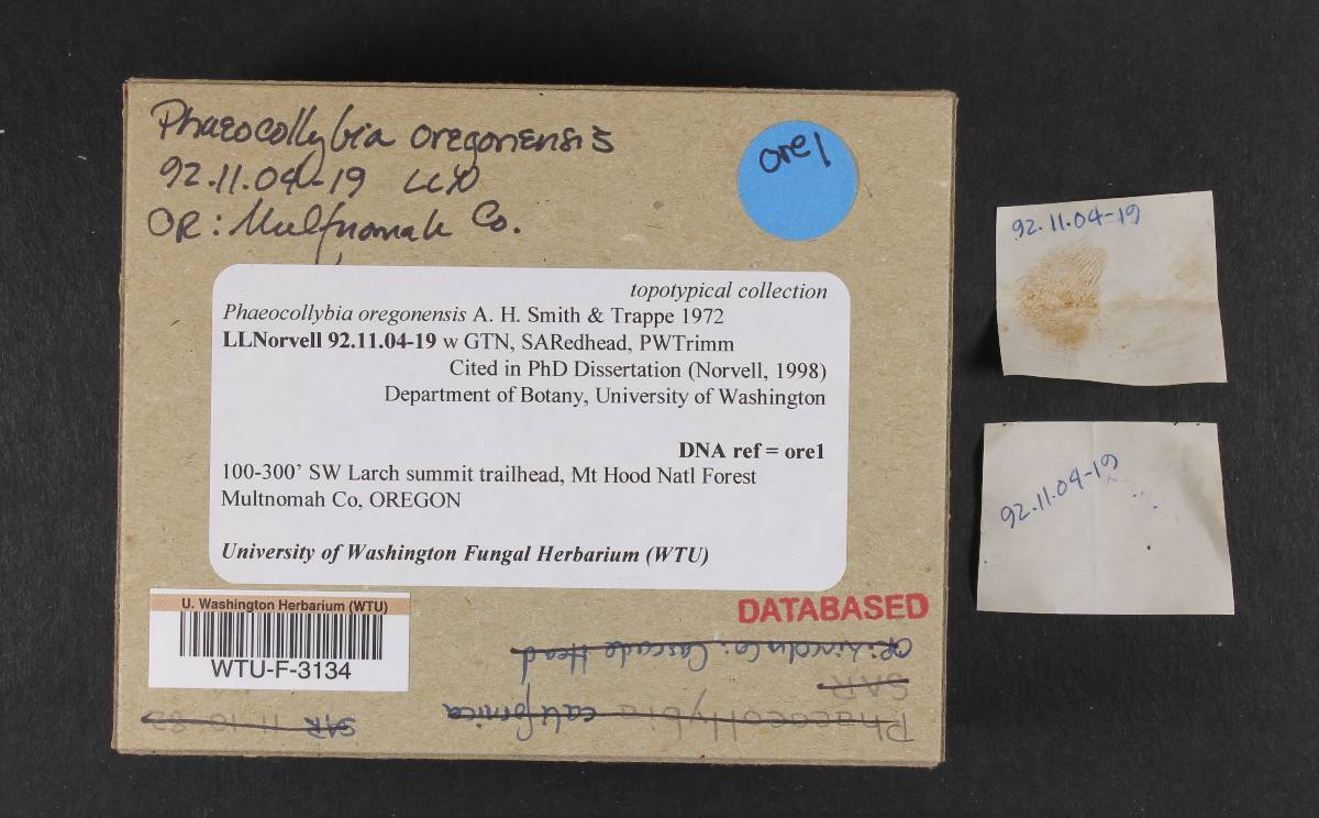 Phaeocollybia oregonensis image