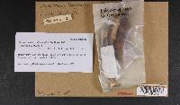 Phaeocollybia kauffmanii image