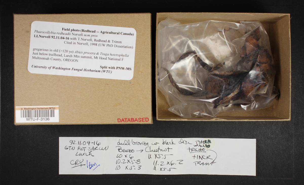Phaeocollybia redheadii image
