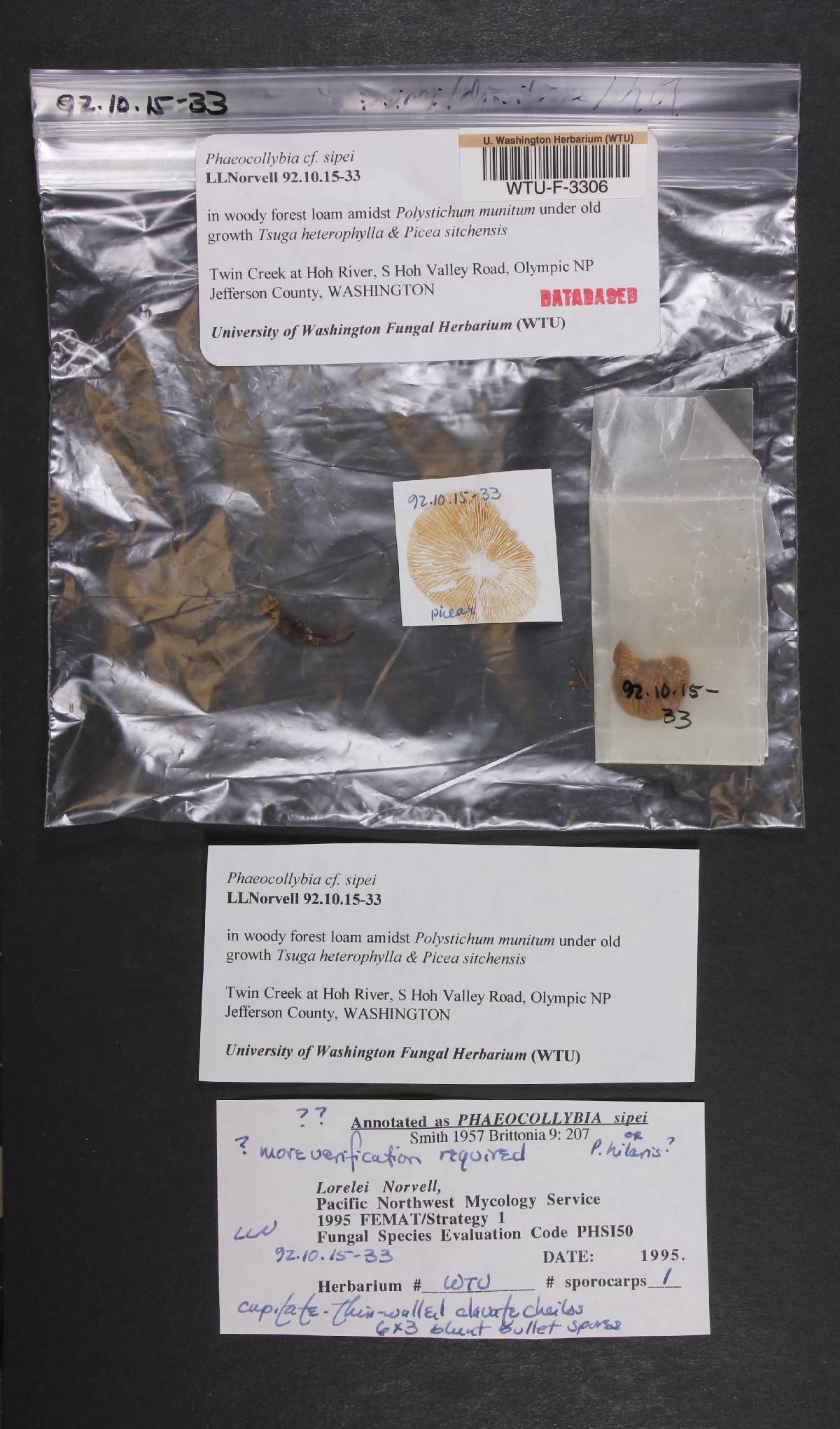 Phaeocollybia sipei image