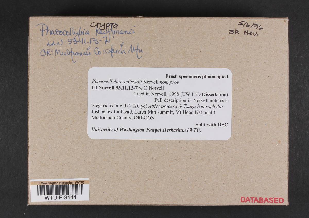 Phaeocollybia redheadii image