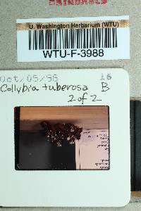 Collybia tuberosa image