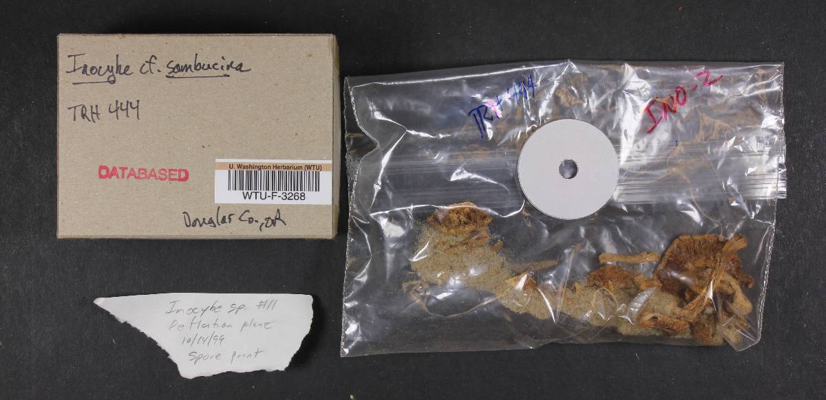 Inocybe sambucina image